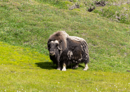 Muskox under the sun in Jameson Land. Photo by Bo Normander