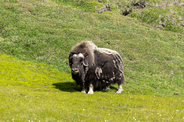 Muskox under the sun in Jameson Land. Photo by Bo Normander
