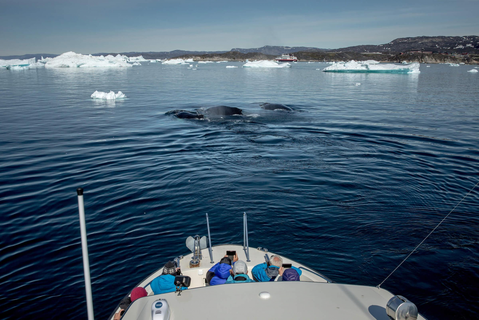A whale safari near Ilulissat in Greenland. Photo by Mads Pihl