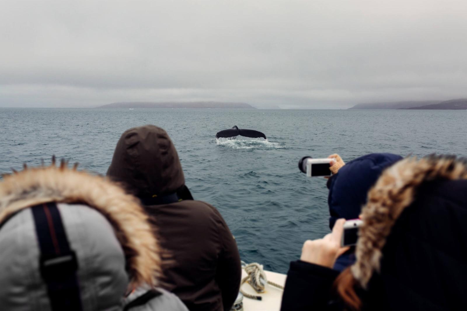 Group of tourist taking photos of a passing humpback whale. Photo by Rebecca Gustafsson