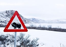 Kangerlussuaq Winter Muskox sign. Photo by Per Arnesen - Visit Greenland