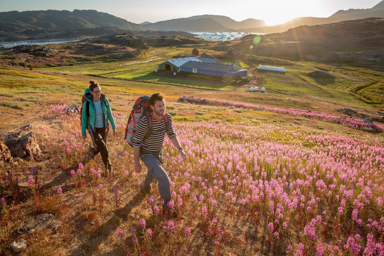 Two hikers in evening light walking past Tasiusaq sheep farm in South Greenland. By Mads Pihl