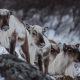Reindeer in winter colors in Greenland