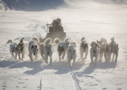 Dogs on a dog sledding trip near Ilulissat in Greenland fanning out in typical west Greenlandic fashion. Photo by Mads Pihl - Visit Greenland