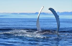 Humpback whale showing its finns in East Greenland. Photo by Tasiilaq Tours