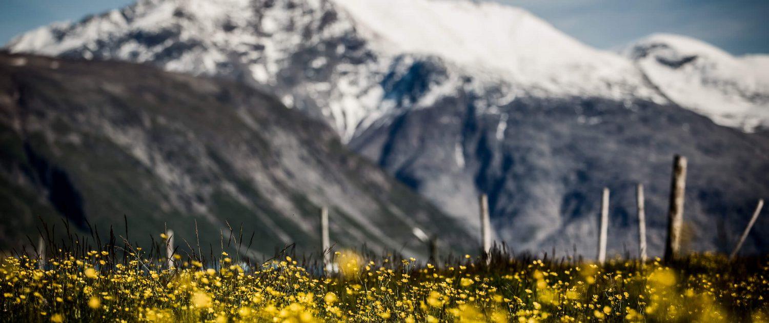 A field of flowers in front of snow capped mountain peaks in South Greenland. Photo by Mads Pihl.