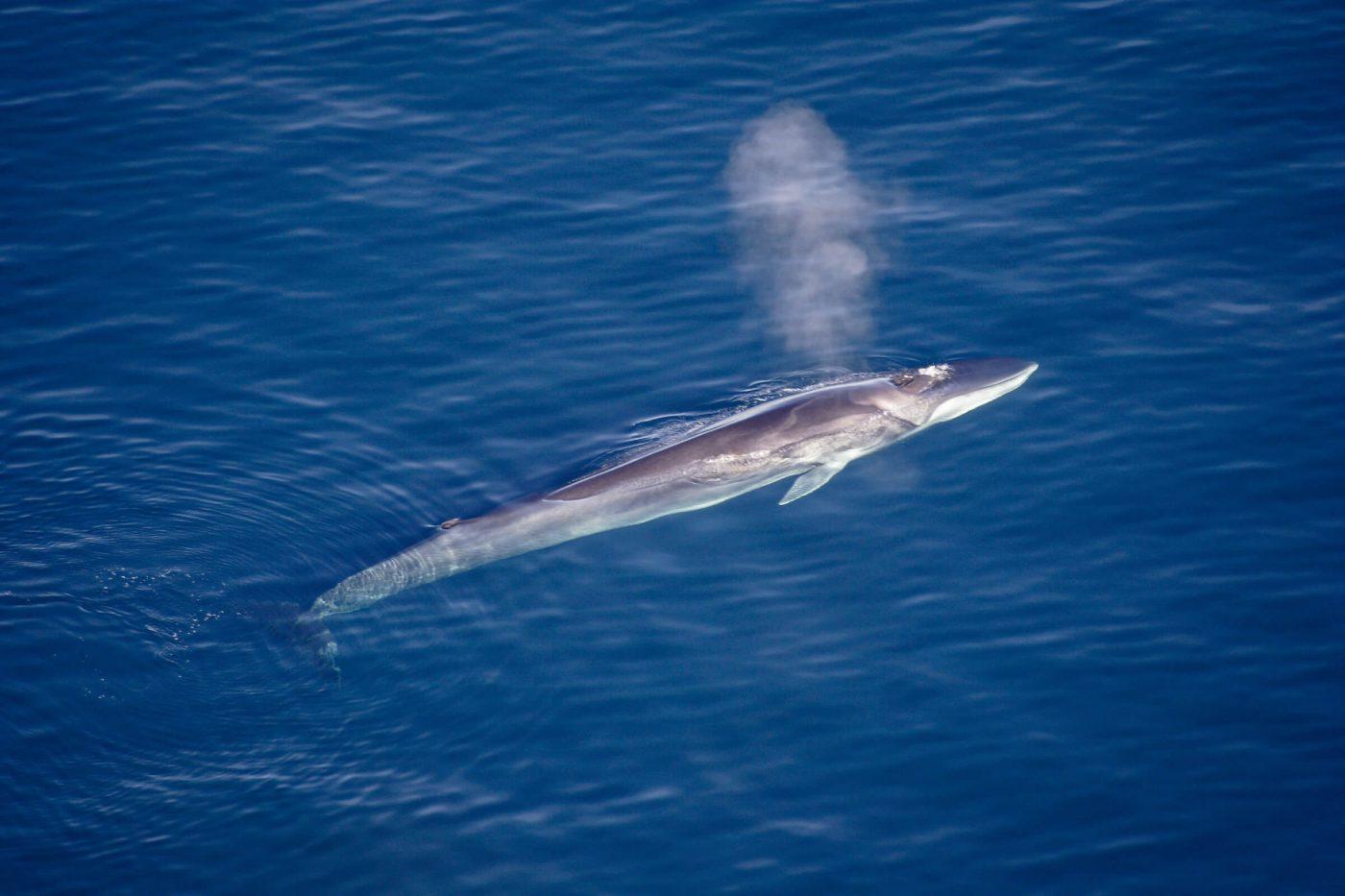 Fin whale breathing. Photo by Aqqa Rosing Asvid.