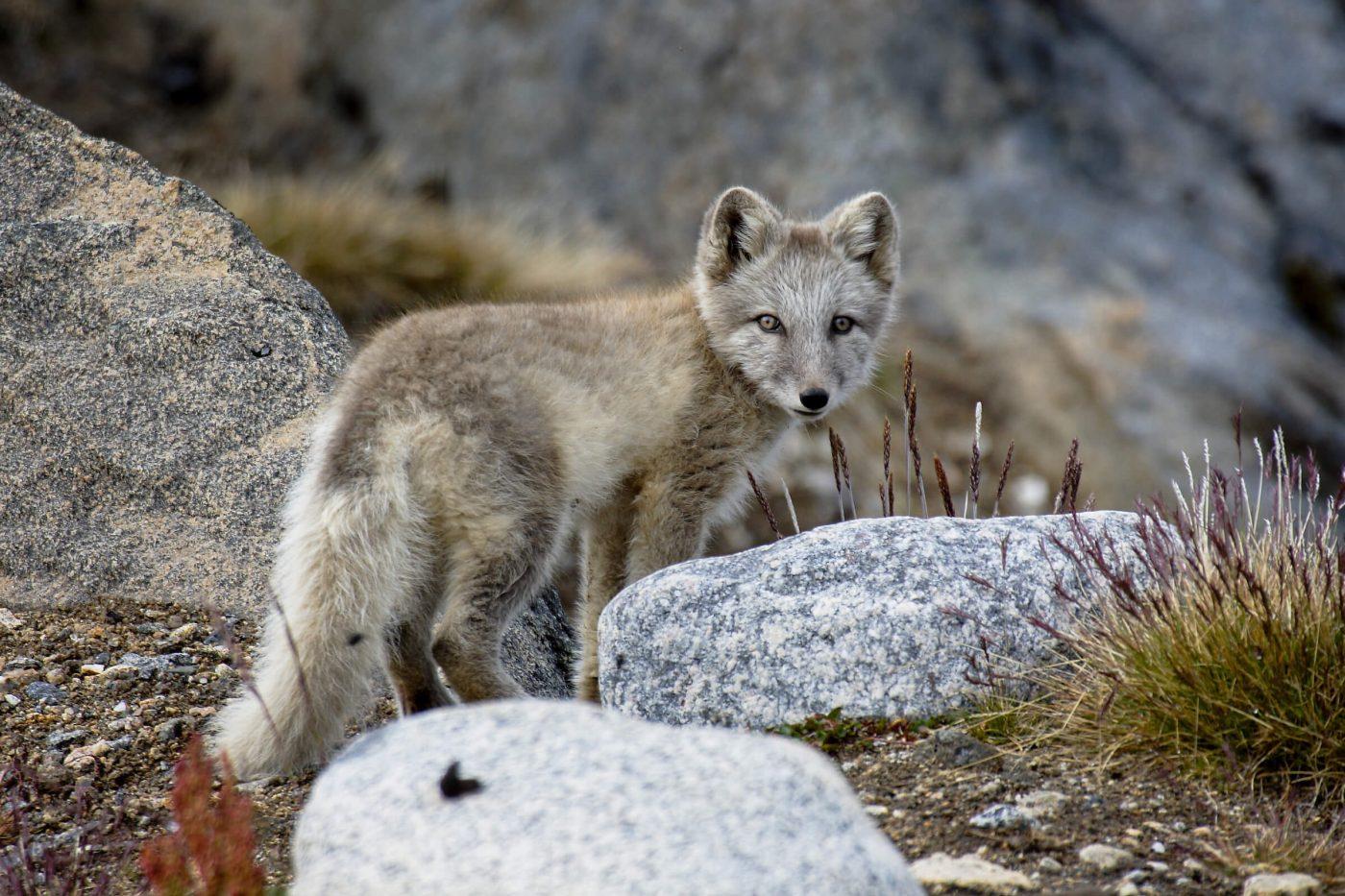 Wildlife in Greenland: Land mammals - Visit Greenland