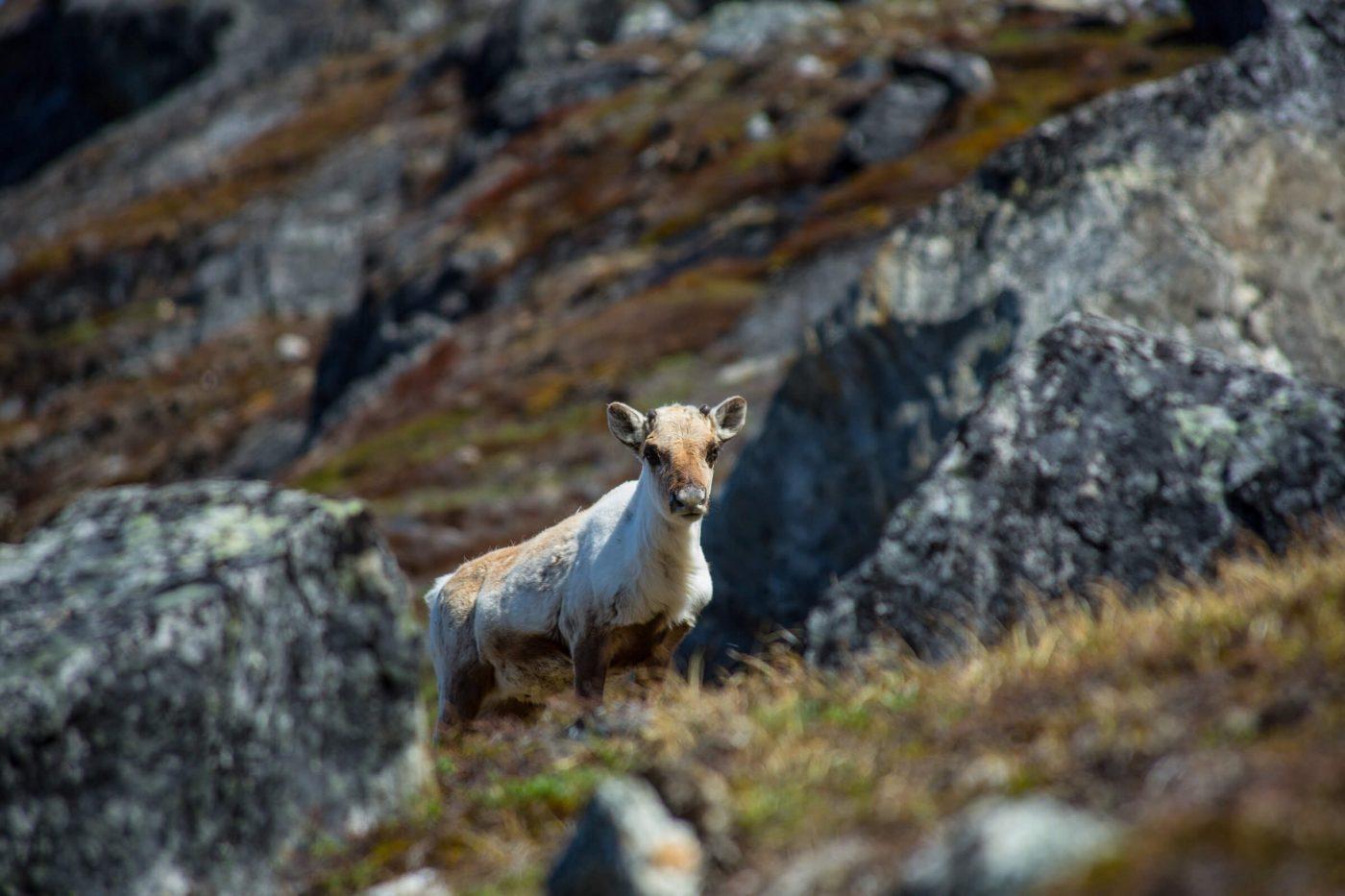 Summer reindeer in Greenland. Photo by Tikki Geisler