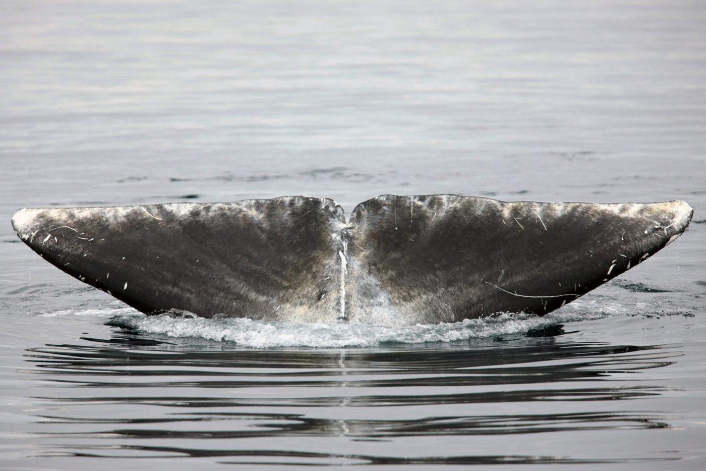The Bowhead Whale, whaling about the Arctic