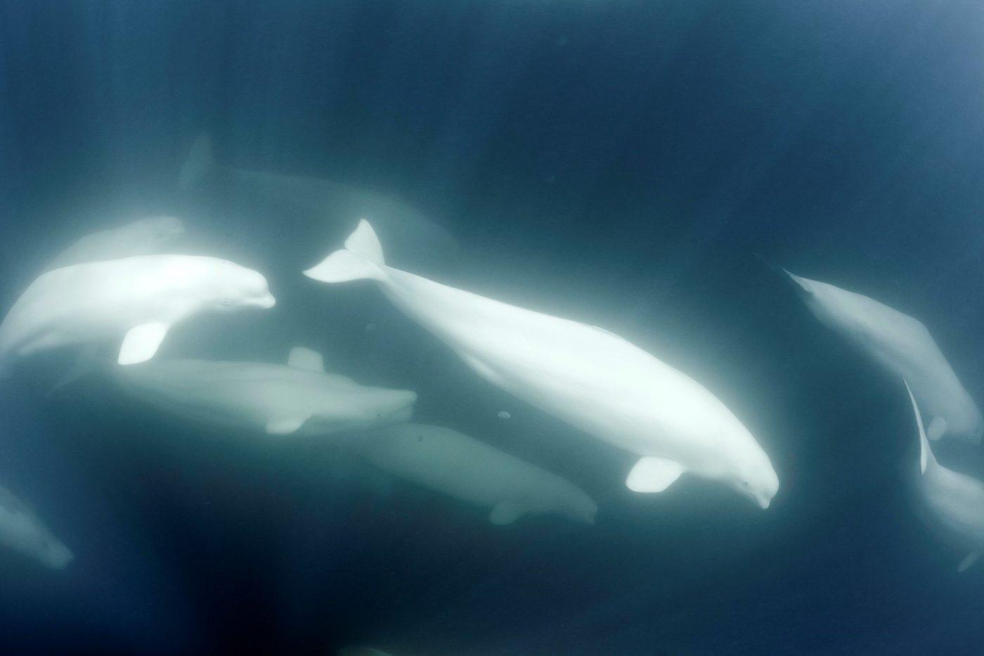 Beluga whales. Photo by Uri Golman.
