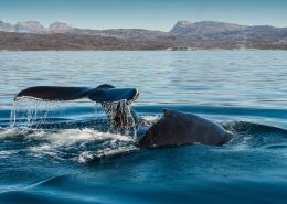Two humpback whales diving outside Nuuk in Greenland. Photo by Camilla Hylleberg - Visit Greenland