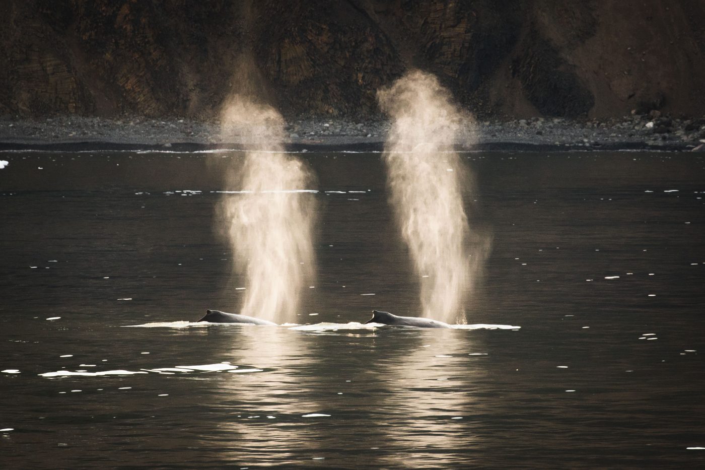 Two fin whales in Greenlandic waters. Photo by Mads Pihl