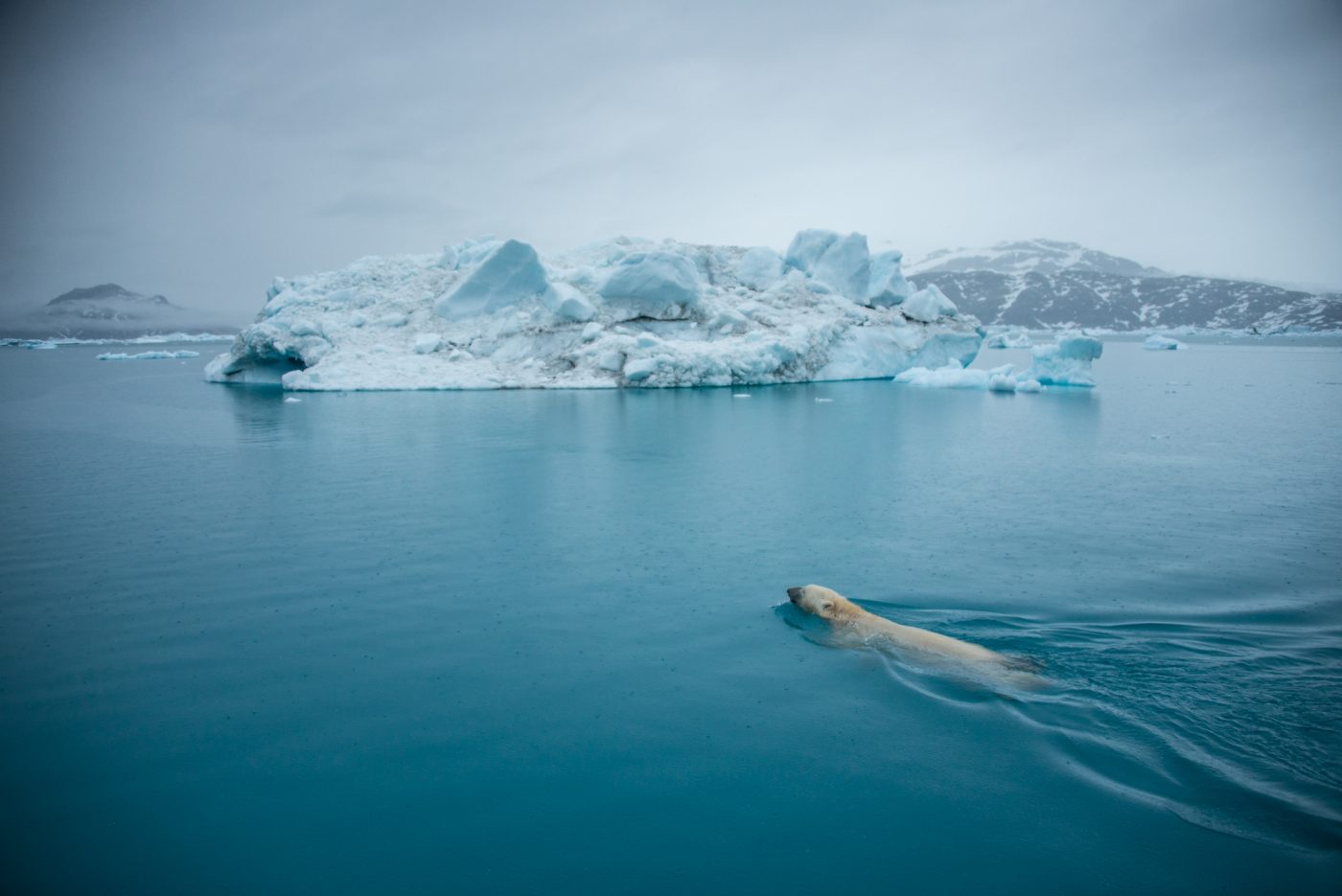 Polar bear swims in waters of Greenland. Photo by Andy Mann