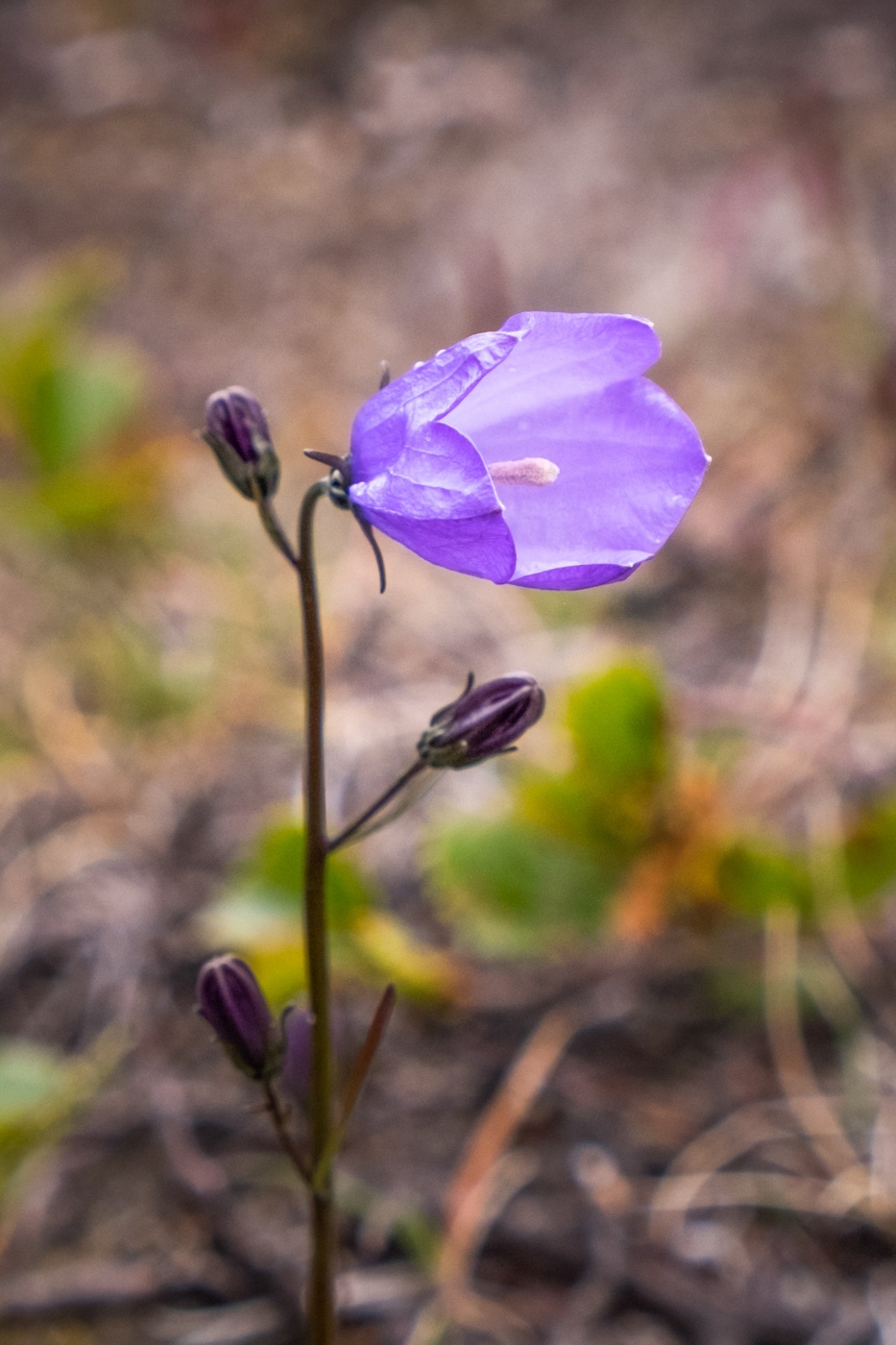 Greenland Flora - Common Harebell - South Greenland. Photo by Lisa Germany.