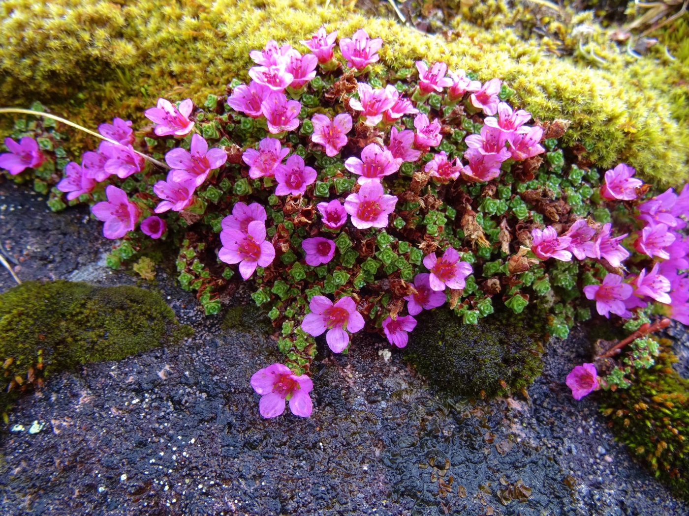Purple Saxifrage - Kakillallit. Photo by Gitte L. Ottosen.