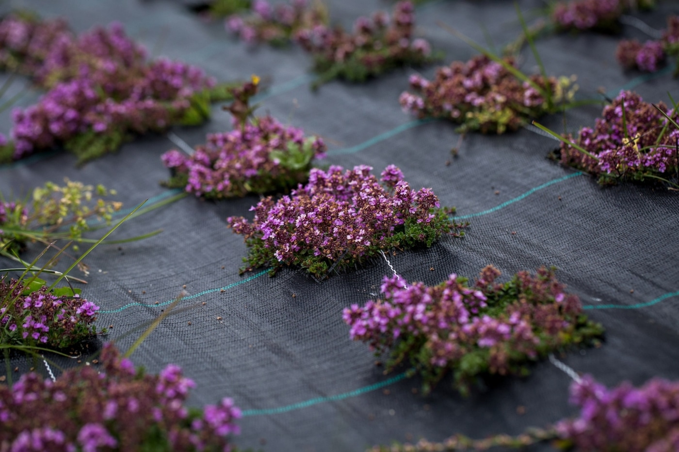 Thyme growing at Upernaviarsuk research station in South Greenland. Photo by Mads Pihl - Visit Greenland.