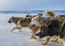 The front of the sled dog pack in Uummannaq - Photo by Trevor Traynor