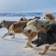 The front of the sled dog pack in Uummannaq - Photo by Trevor Traynor