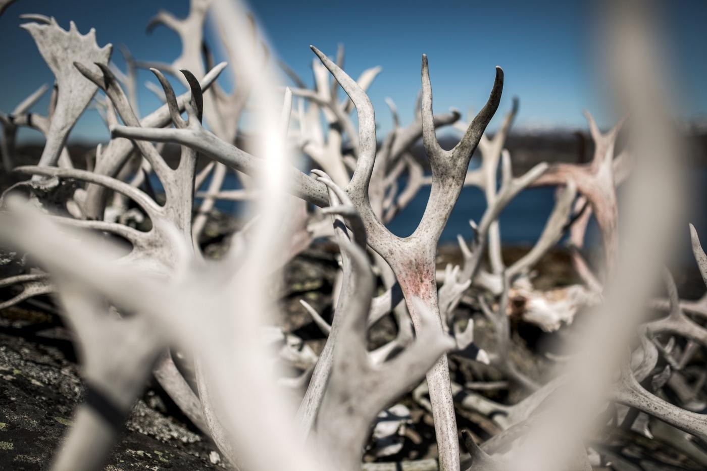 A collection of reindeer antlers outside a house in Qeqertarsuatsiaat south of Nuuk in Greenland. Photo by Mads Pihl - Visit Greenland