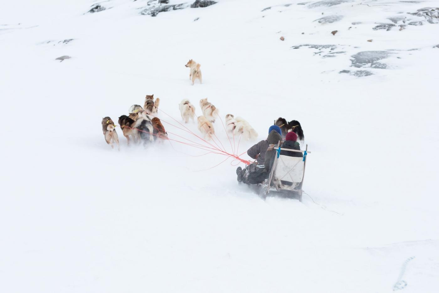 Dogsledding in Aasiaat - Photo by Filip Gielda, Visit Greenland