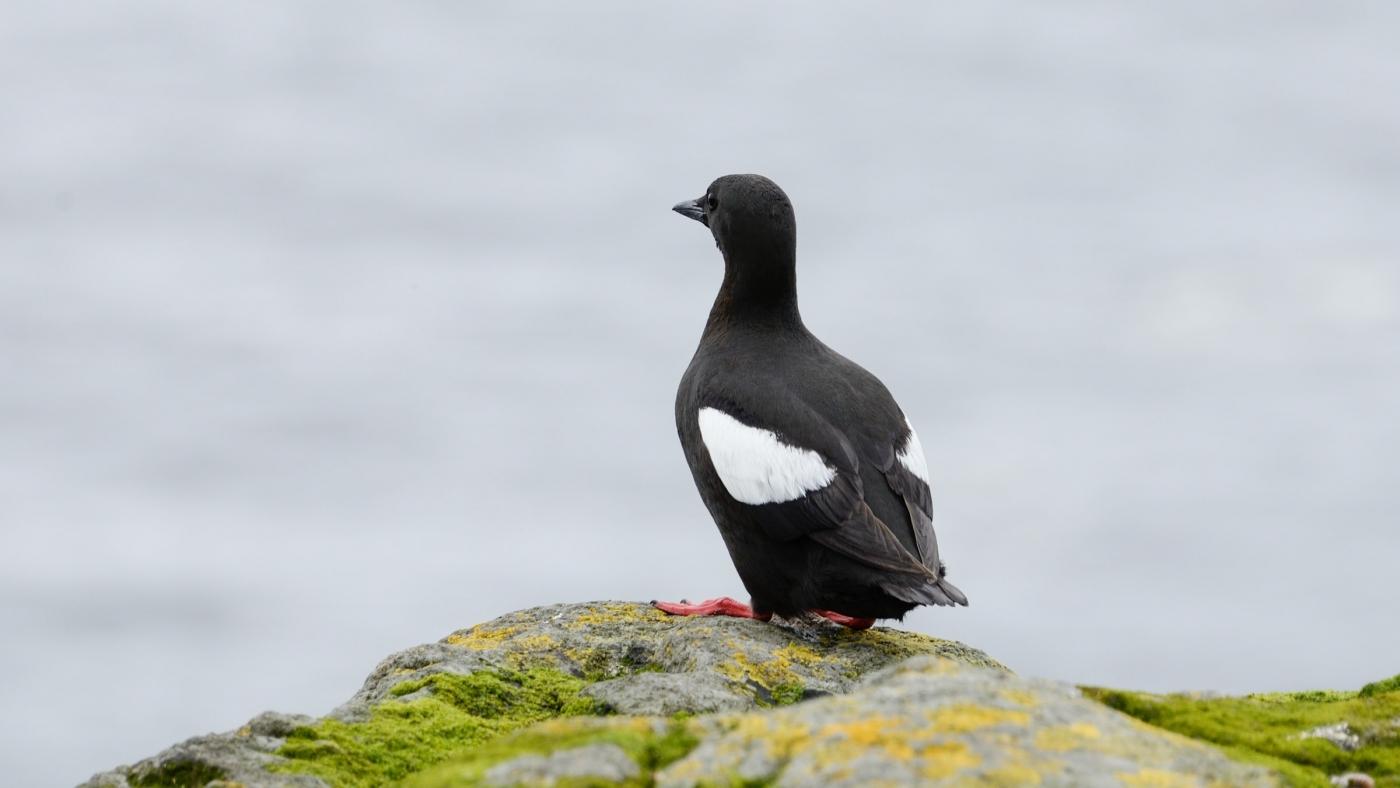 A Black Guillemot standing on the edge_Photo by Danjal Arge