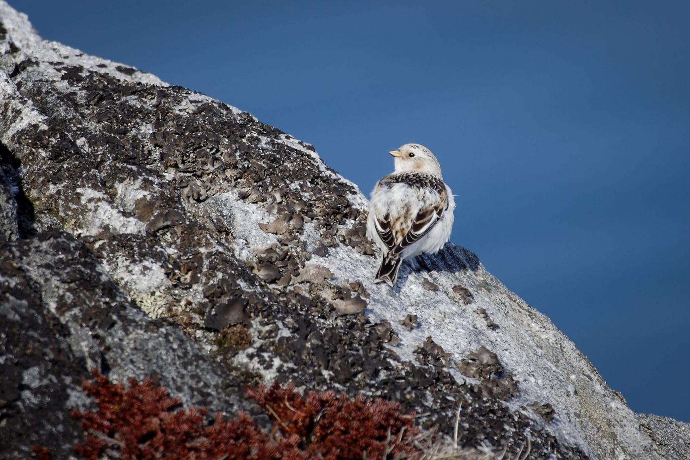 A snow bunting on a cliff in Greenland. Photo by Aqqa Rosing Asvid - Visit Greenland