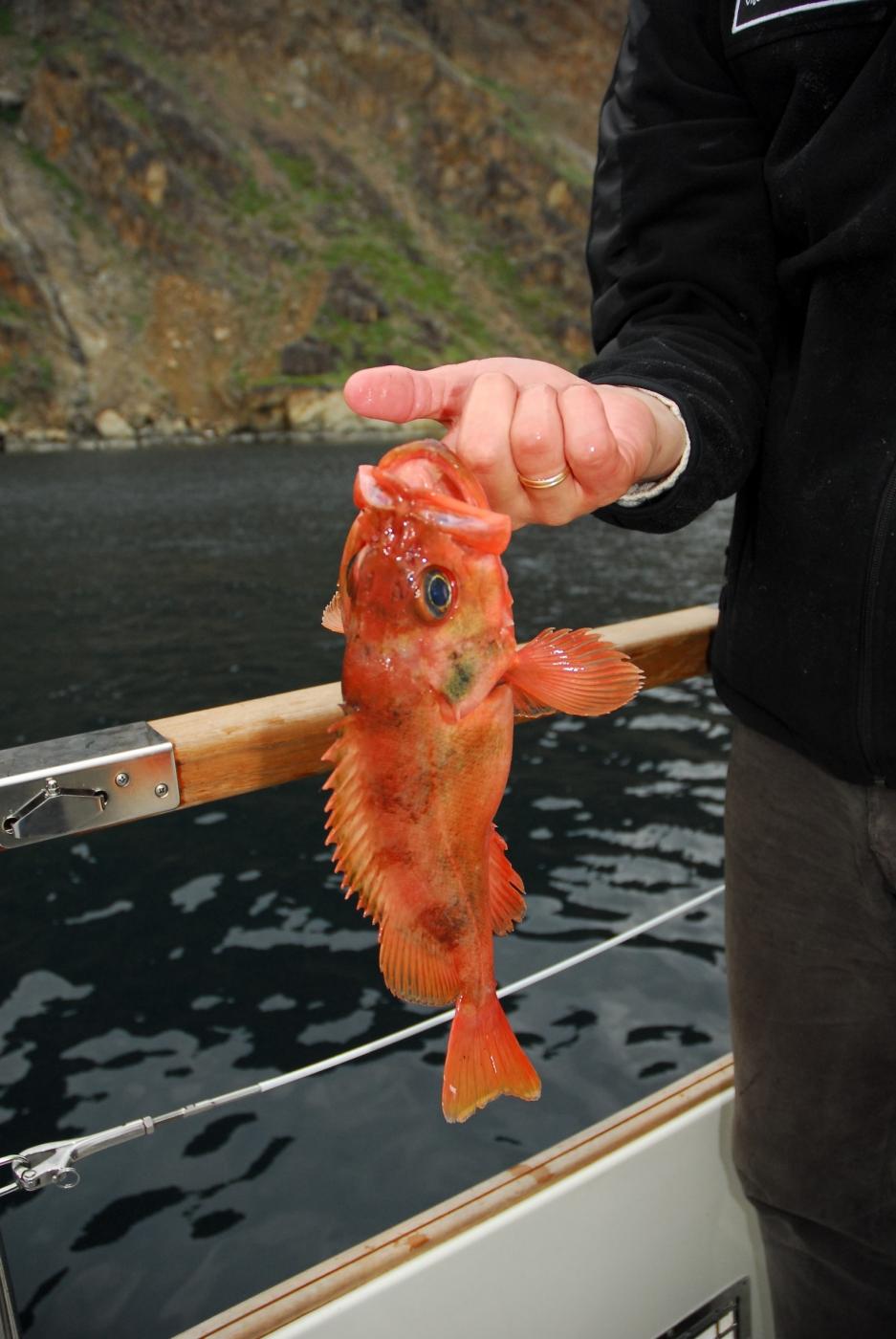 Catching Red fish near Sisimiut. Photo by Signe Vest - Visit Greenland