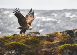 Eagle. Photo by Peter Lindstrom - Visit Greenland