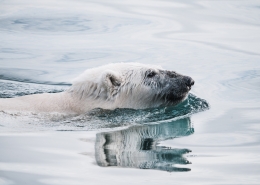 Polar Bear in Greenland. Photo by Annie Spratt