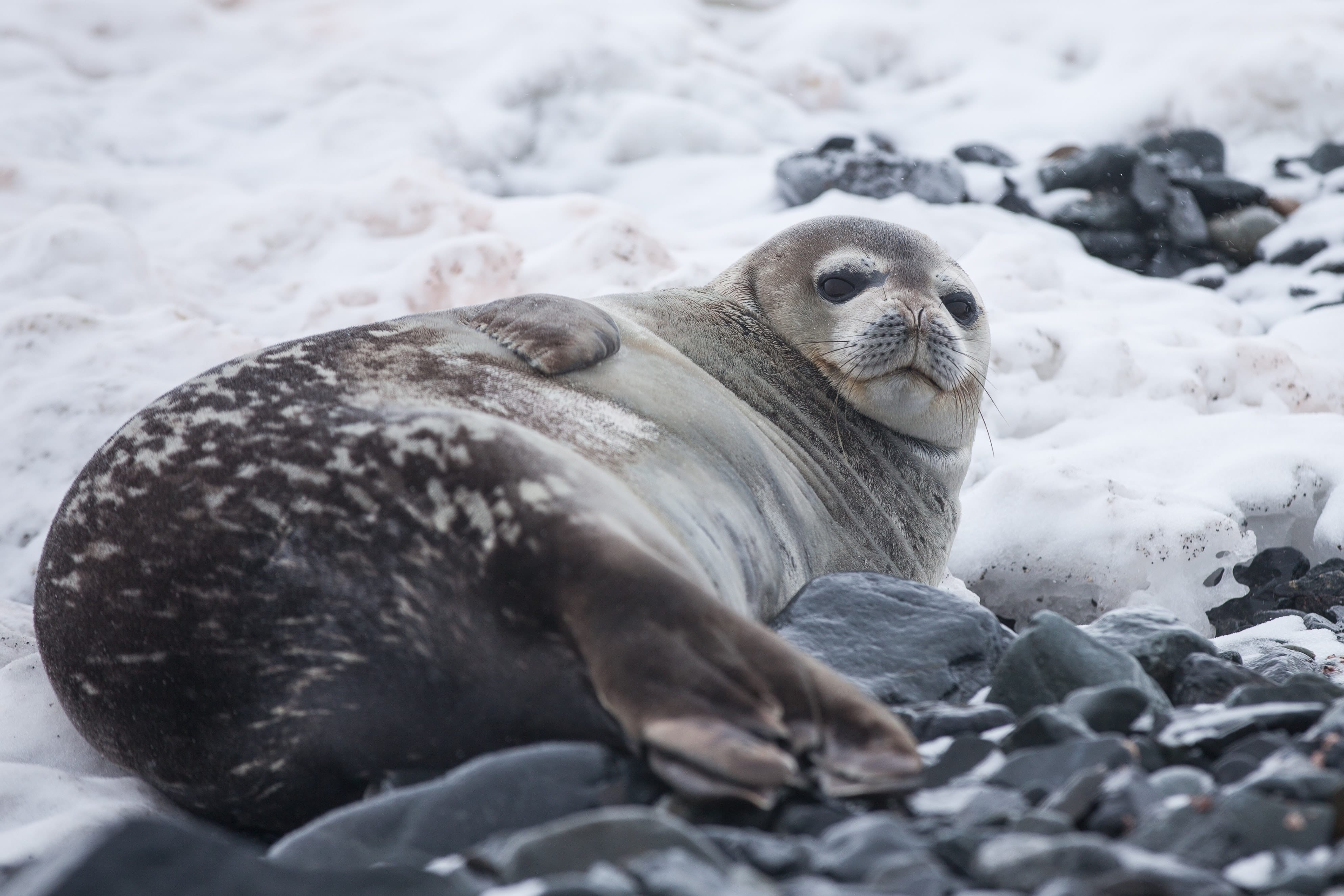 Wildlife in Greenland: Seals - Visit Greenland