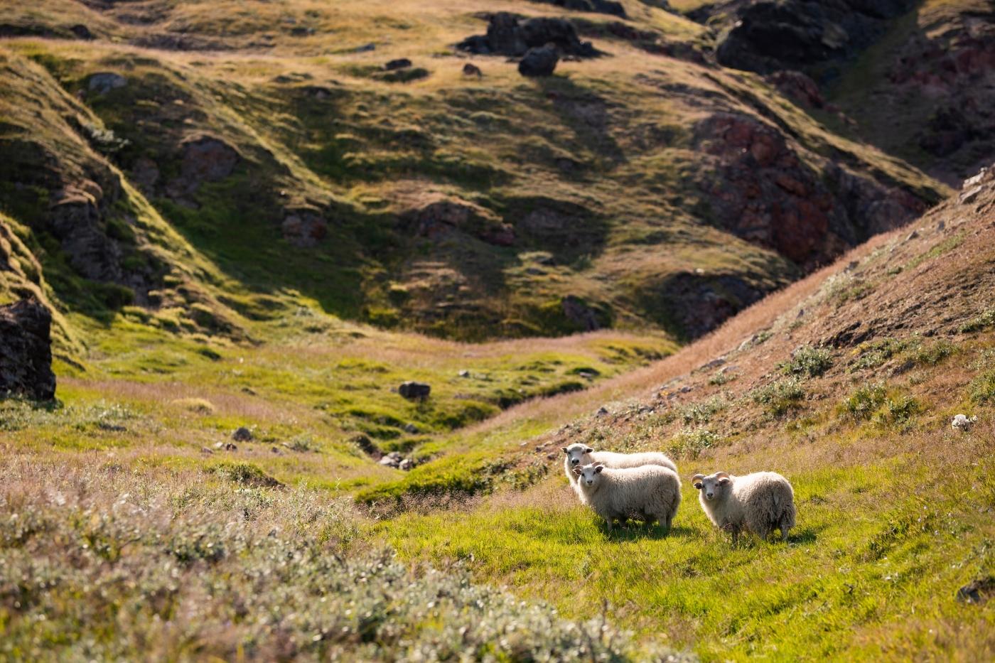 Sheeps in the nature in the South Greenland. Photo by Aningaaq R Carlsen - Visit Greenland