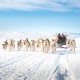 Dogsledding in Kangerlussuaq. Photo by Anders Beier - Visit Greenland