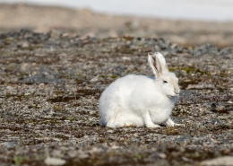 Arctic hare in Ittoqqortoormiit. Photo by Bo Normander.