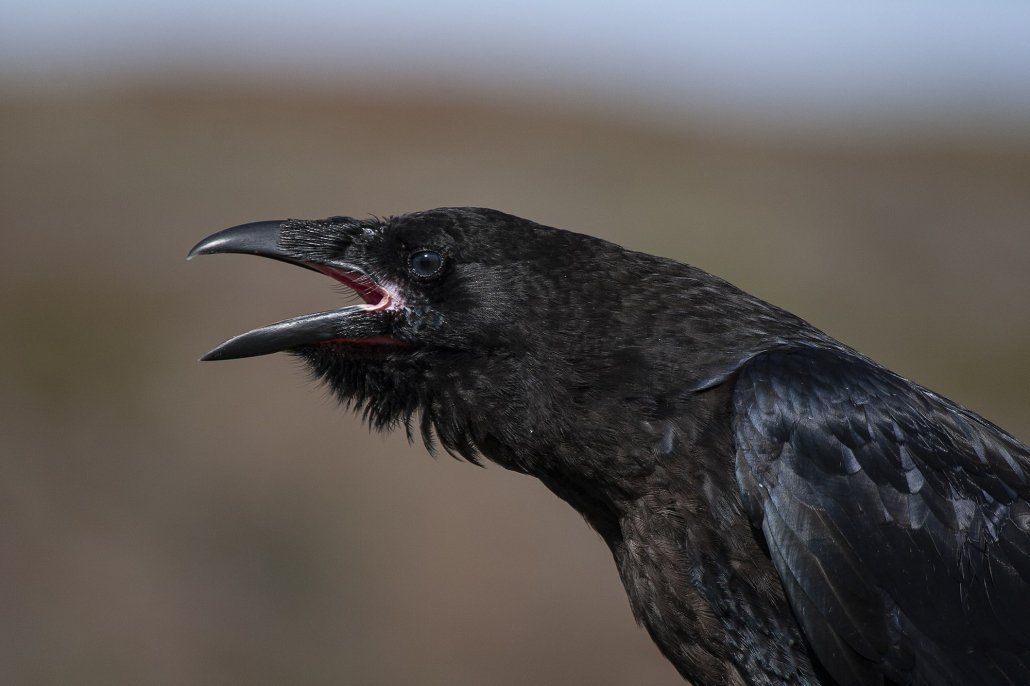 Common Raven -EN, Tulugaq -KAL, Ravn -DA, Corvus corax -LAT. Photo by Carsten Egevang - Visit Greenland