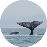 Bowhead whale. By Olga Shpak, Marine Mammal Council