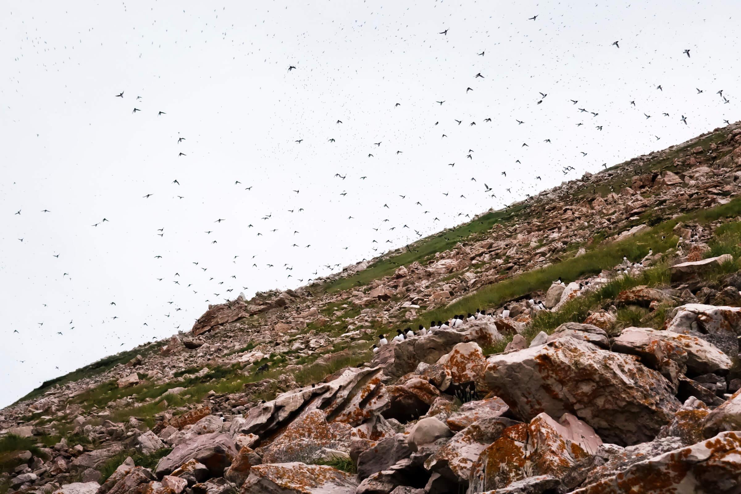 Little auks_ colony near Siorapaluk. Photo by Kim Insuk - Visit Greenland