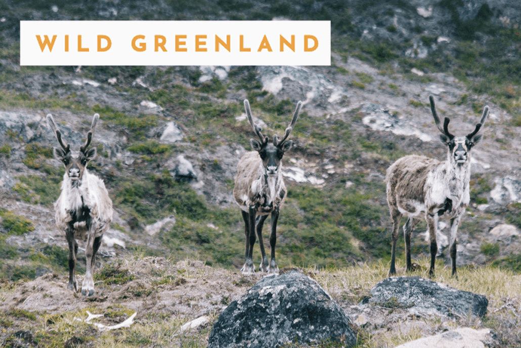 Wild Greenland: 8 day Arctic Adventure on a Reindeer Station