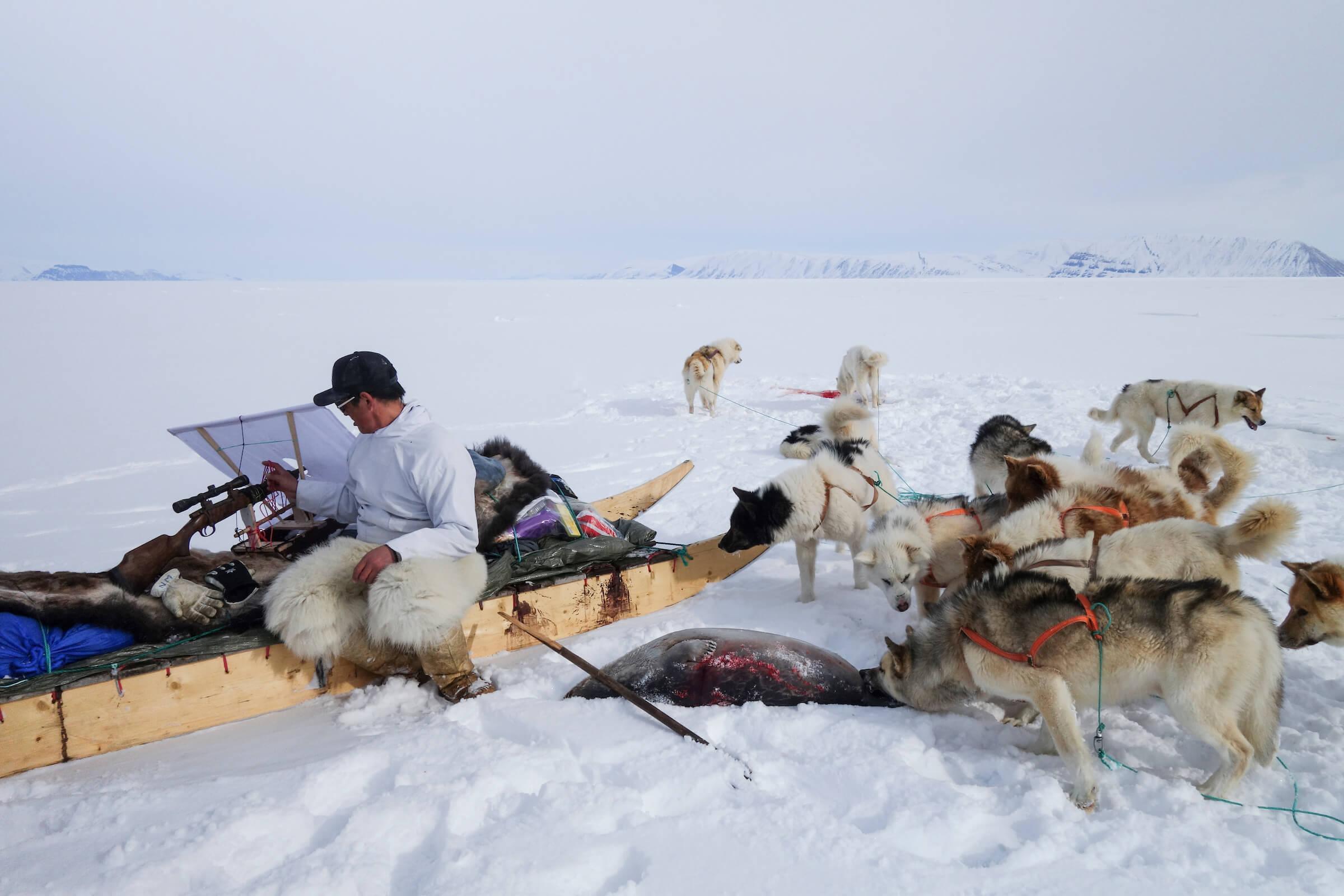A seal hunter at work - an old Inuit tradition. Photo - Kim Insuk, Visit Greenland