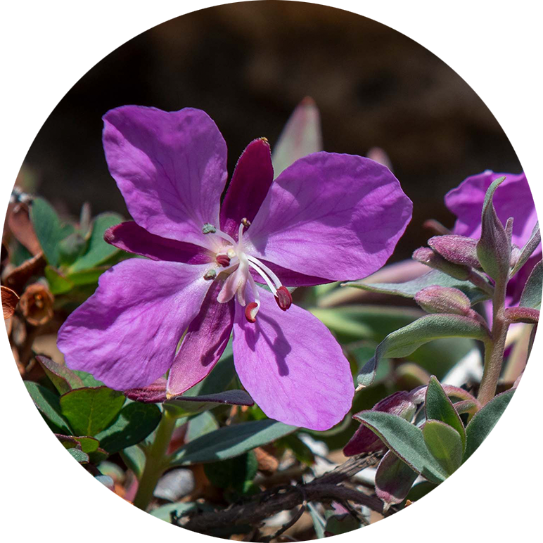 Broad-leaved Willowherb. Photo by Bo Normander