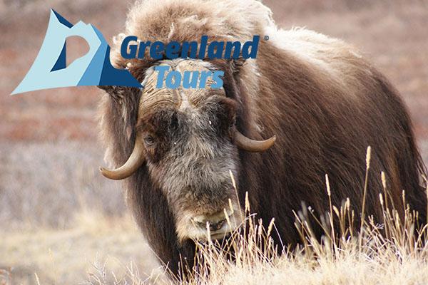 Greenland Tours: Musk Ox Kingdom