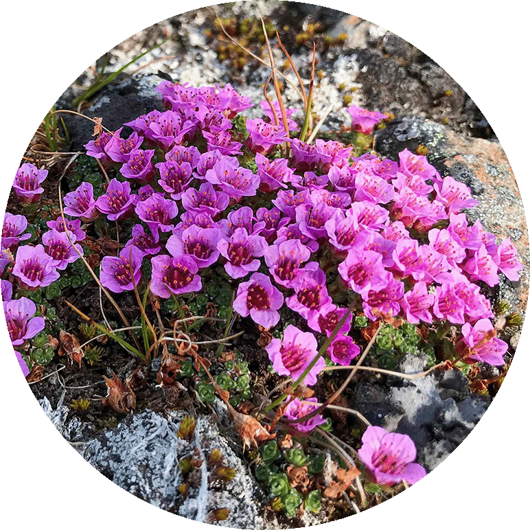 Purple Saxifrage. Photo by Bo Normander