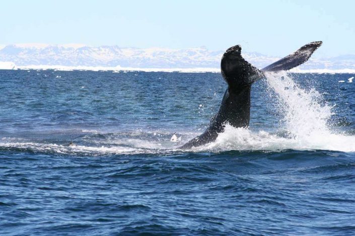 WOG Whale Watching near Uuummannaq