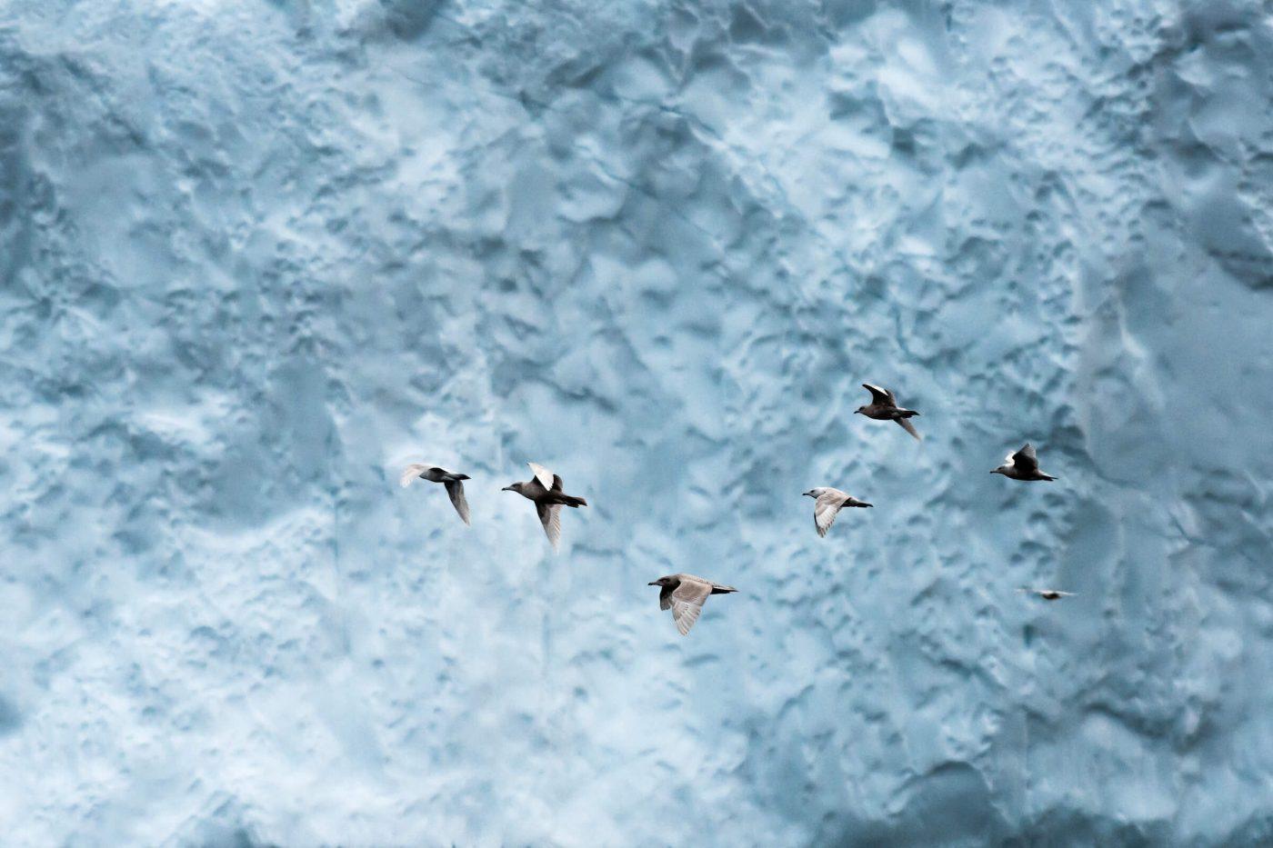 A flock of fulmar's took of as an iceberg close to them collapsed. I was amazed by the amount and variety of wildlife the Disko Bay has to offer. By Stian Klo