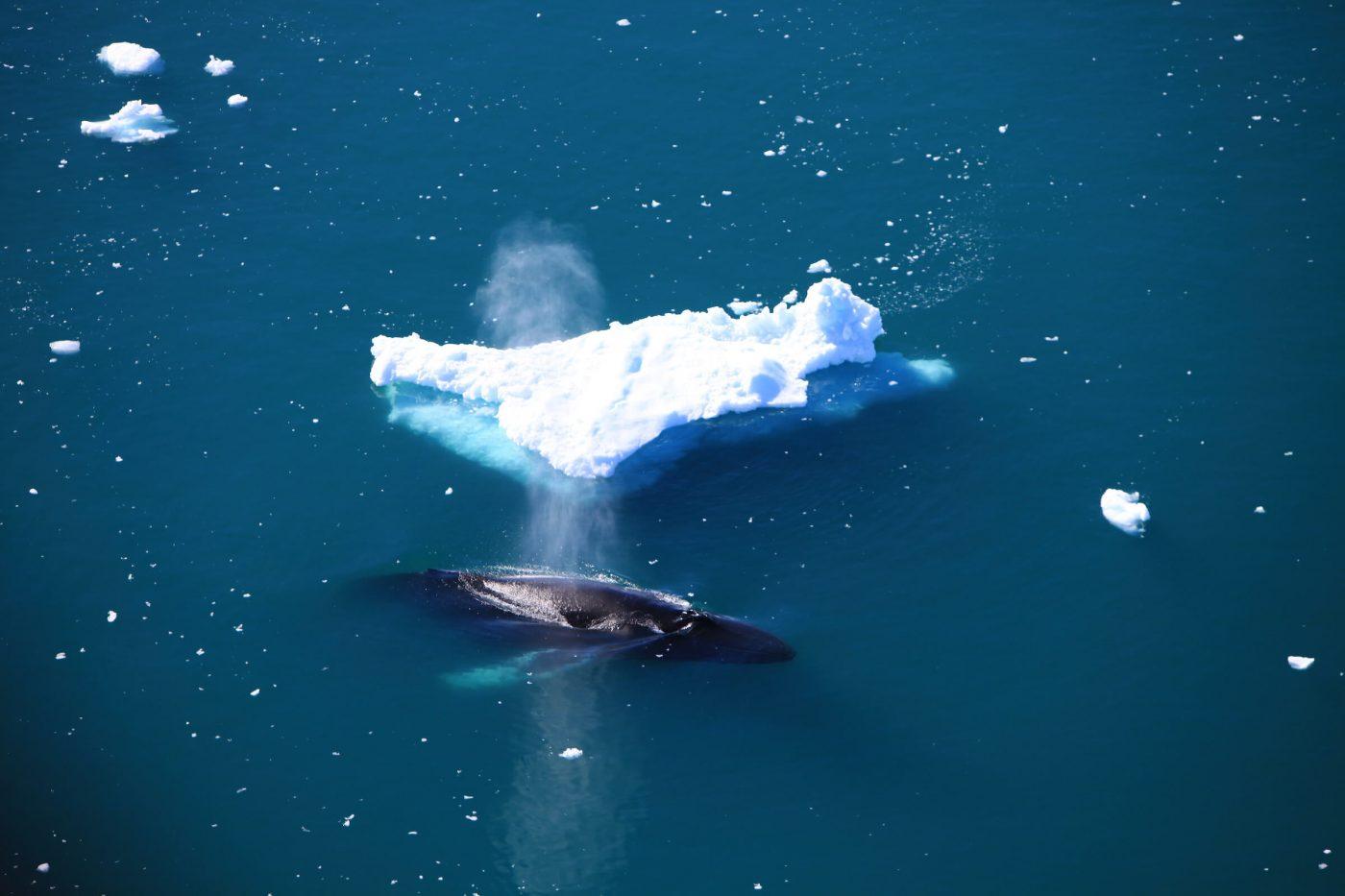 An aerial view of a humpback surfacing near Ilulissat in Greenland. By Anne Mette Christiansen
