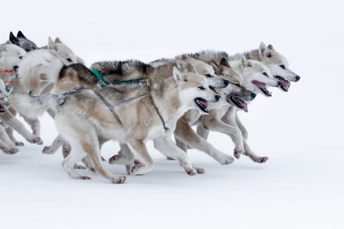 Sled dogs speeding over sea ice near Oqaatsut and Ilulissat in North Greenland