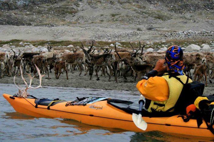 Kayaker observing grazing deers along the coastline of South Greenland. Photo by Tasermiut South Greenland Expeditions, Visit Greenland
