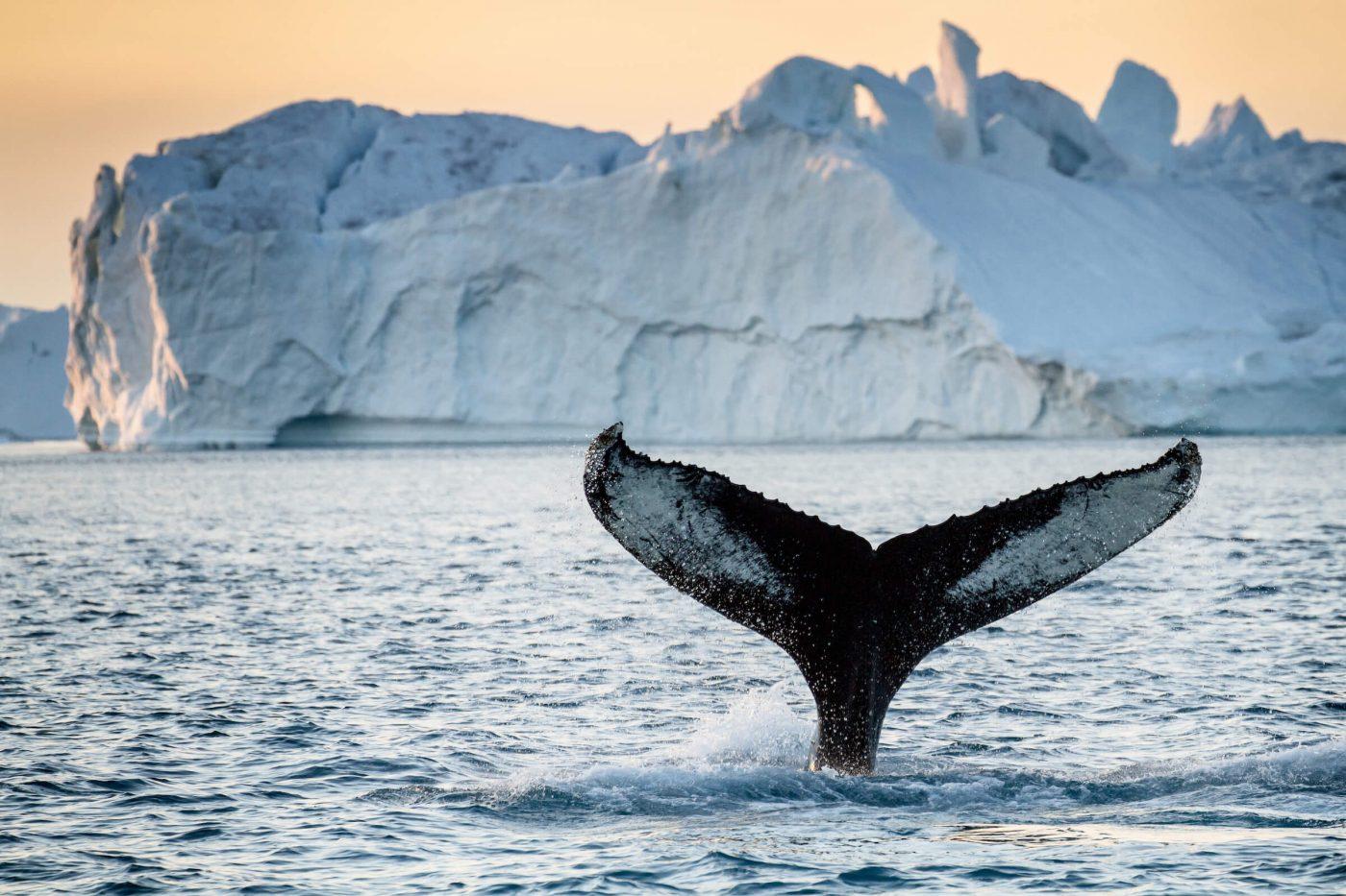 Humpback whale in front of big iceberg in Greenland, by Julie Skotte
