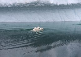 Polar bear swims with its cubs near the iceberg
