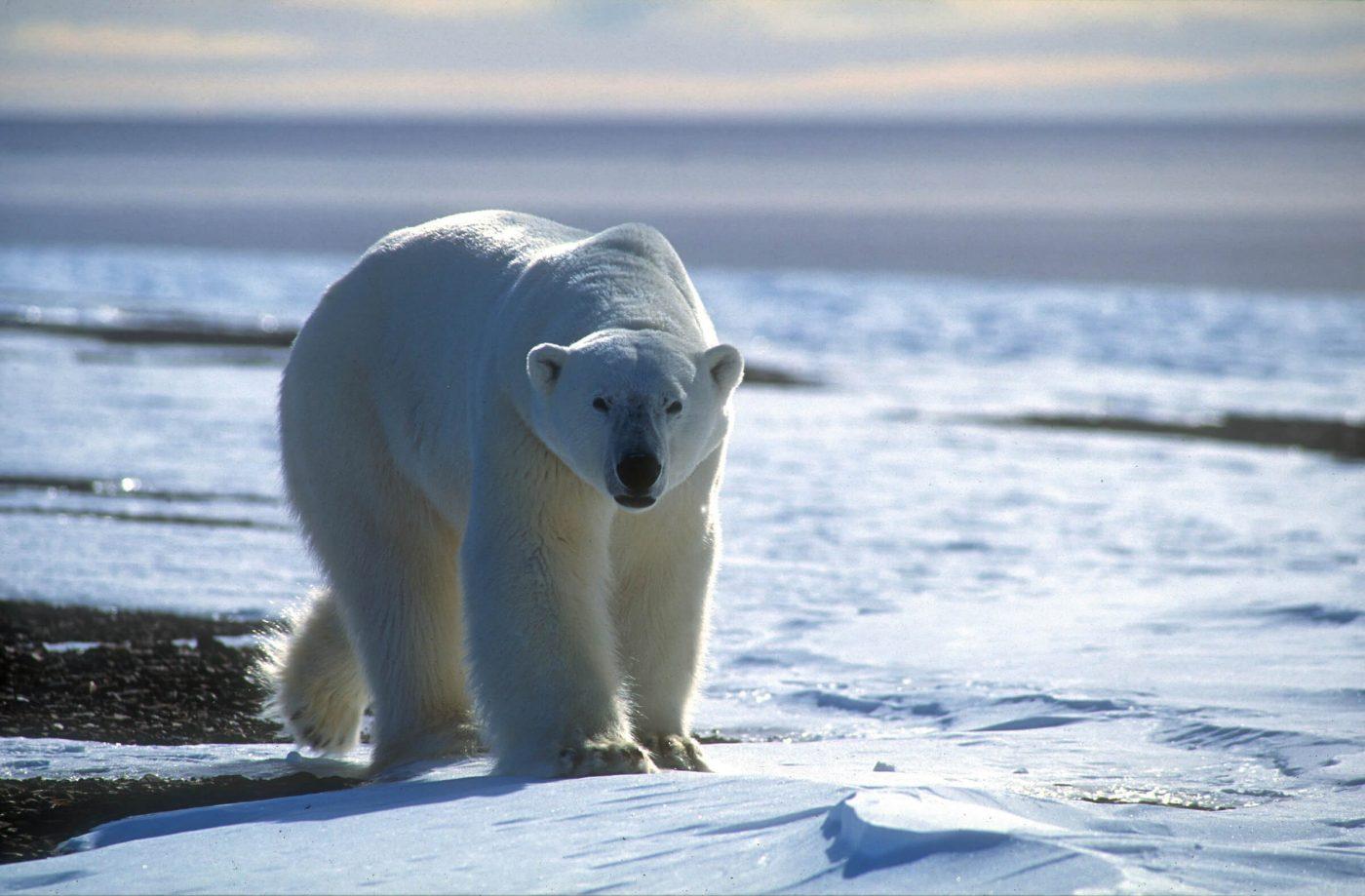 Polar bear approaching, by Magnus Elander